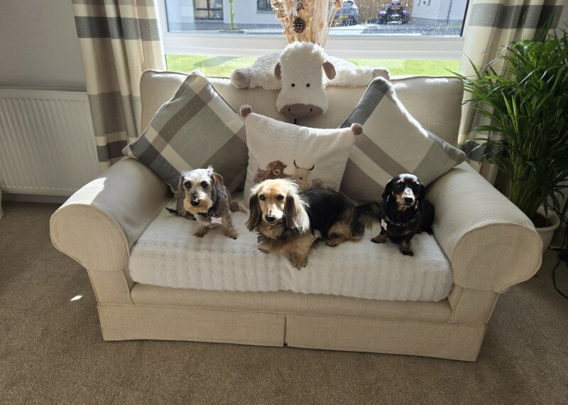 Lesley Newtonmore DOGs